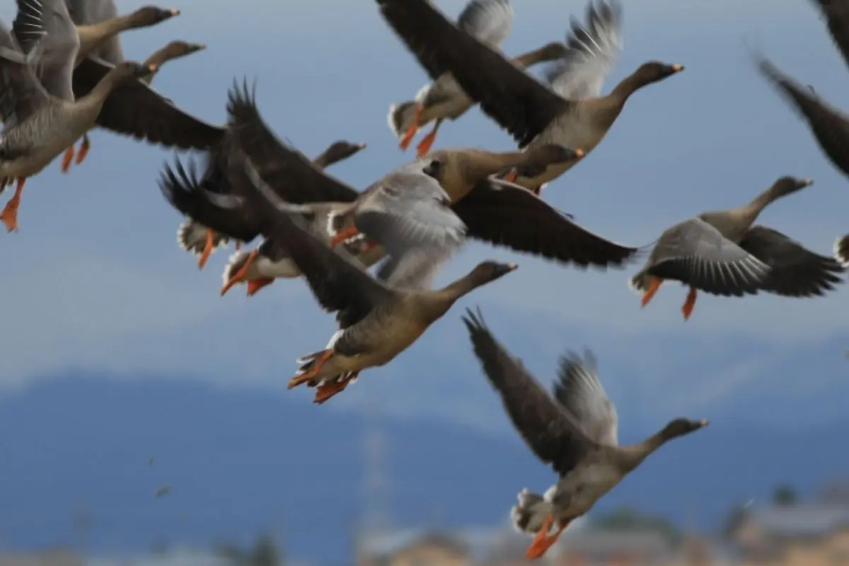 Fukushimagata Lagoon