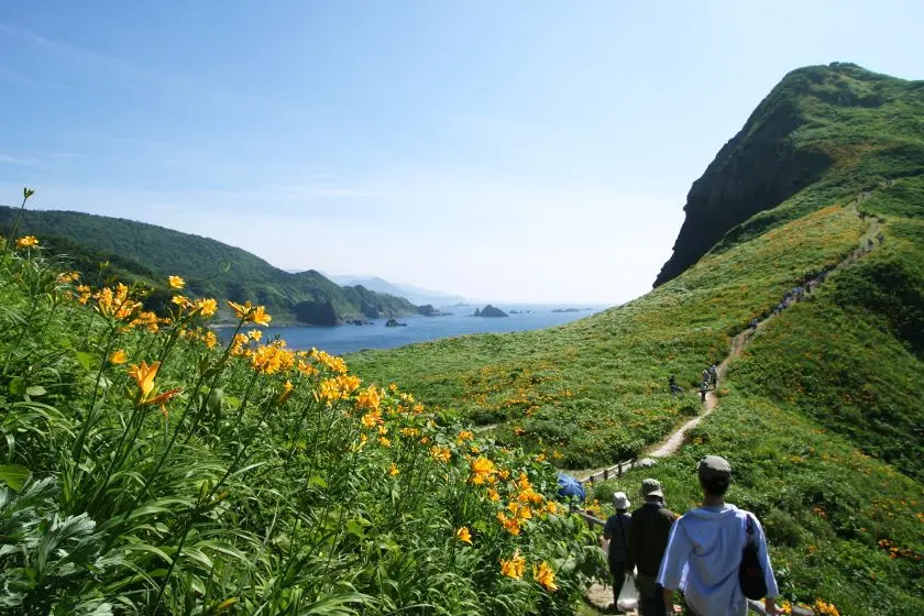 Tobishima Liquorice Flowers at Onogame