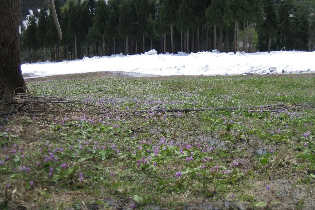 Mount Hakkai Ropeway and Observatory