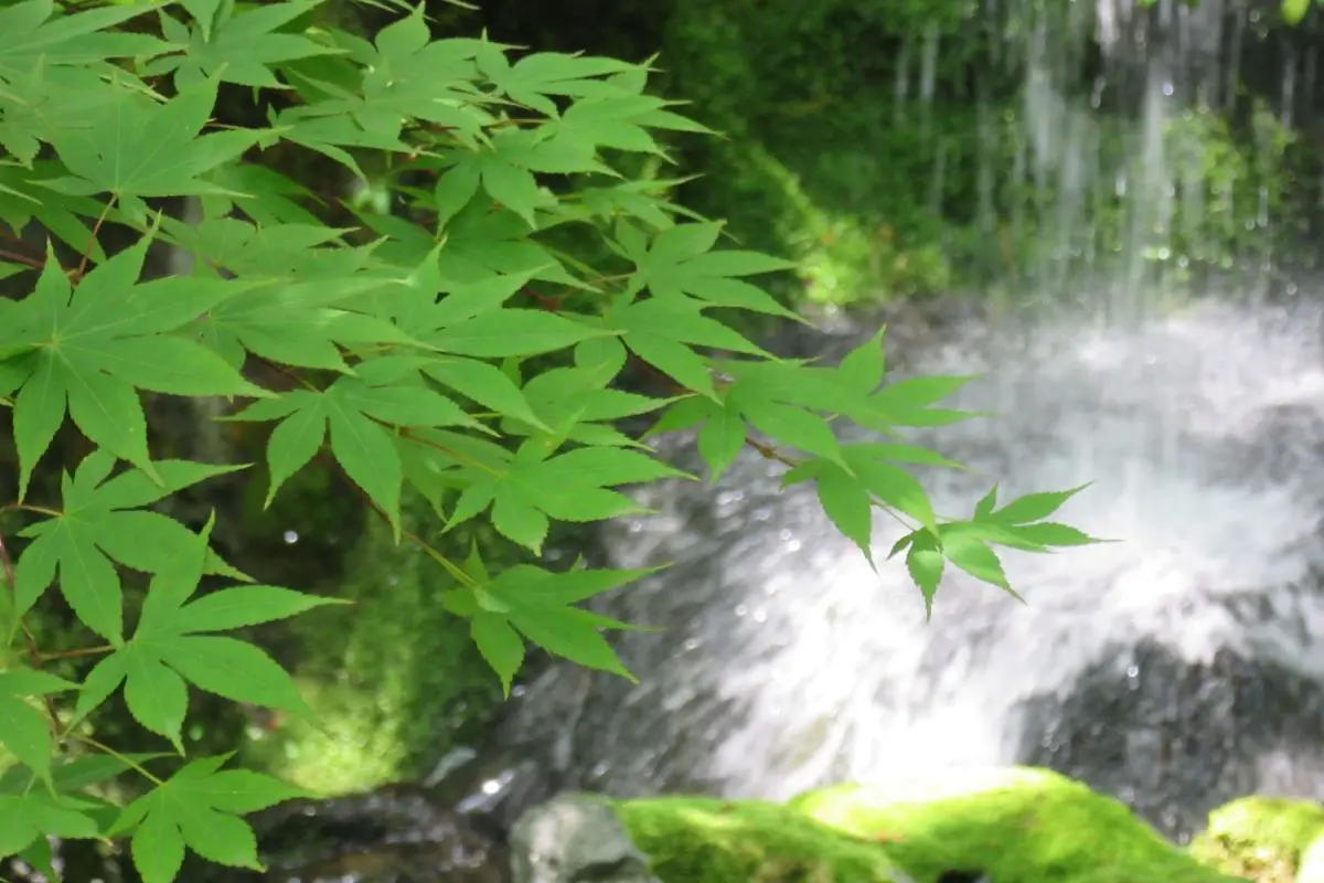 The Niigata Saito Villa