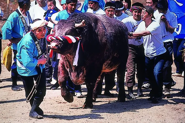 Bull fighting