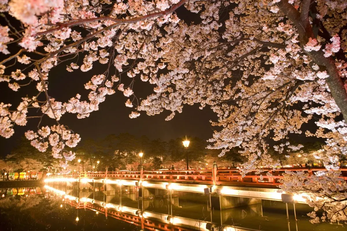 Takada Castle Site Park Cherry Blossom Festival