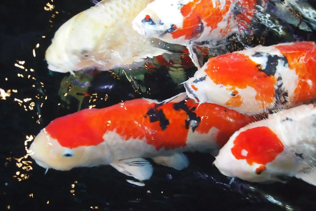 Ojiya Nishikigoi no Sato