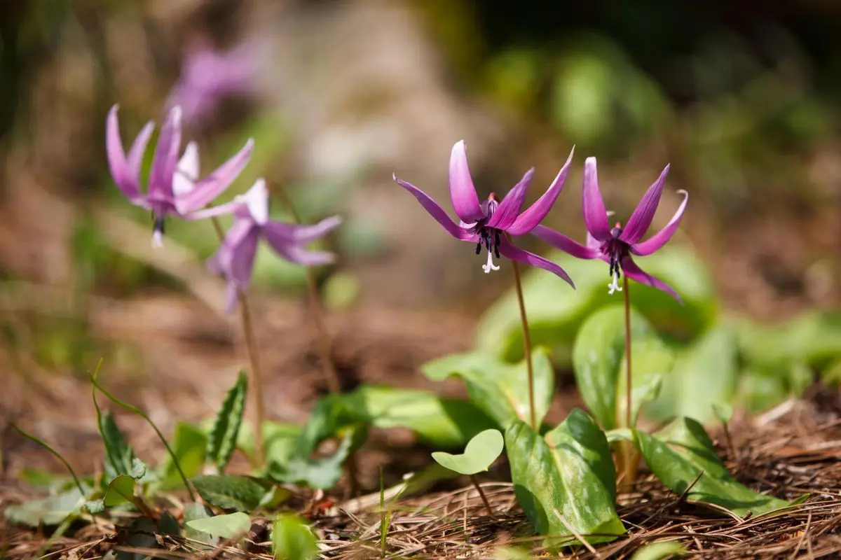 Site of Kasugayama Castle