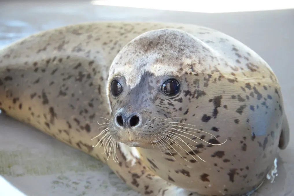Marinepia Nihonkai – Niigata City Aquarium