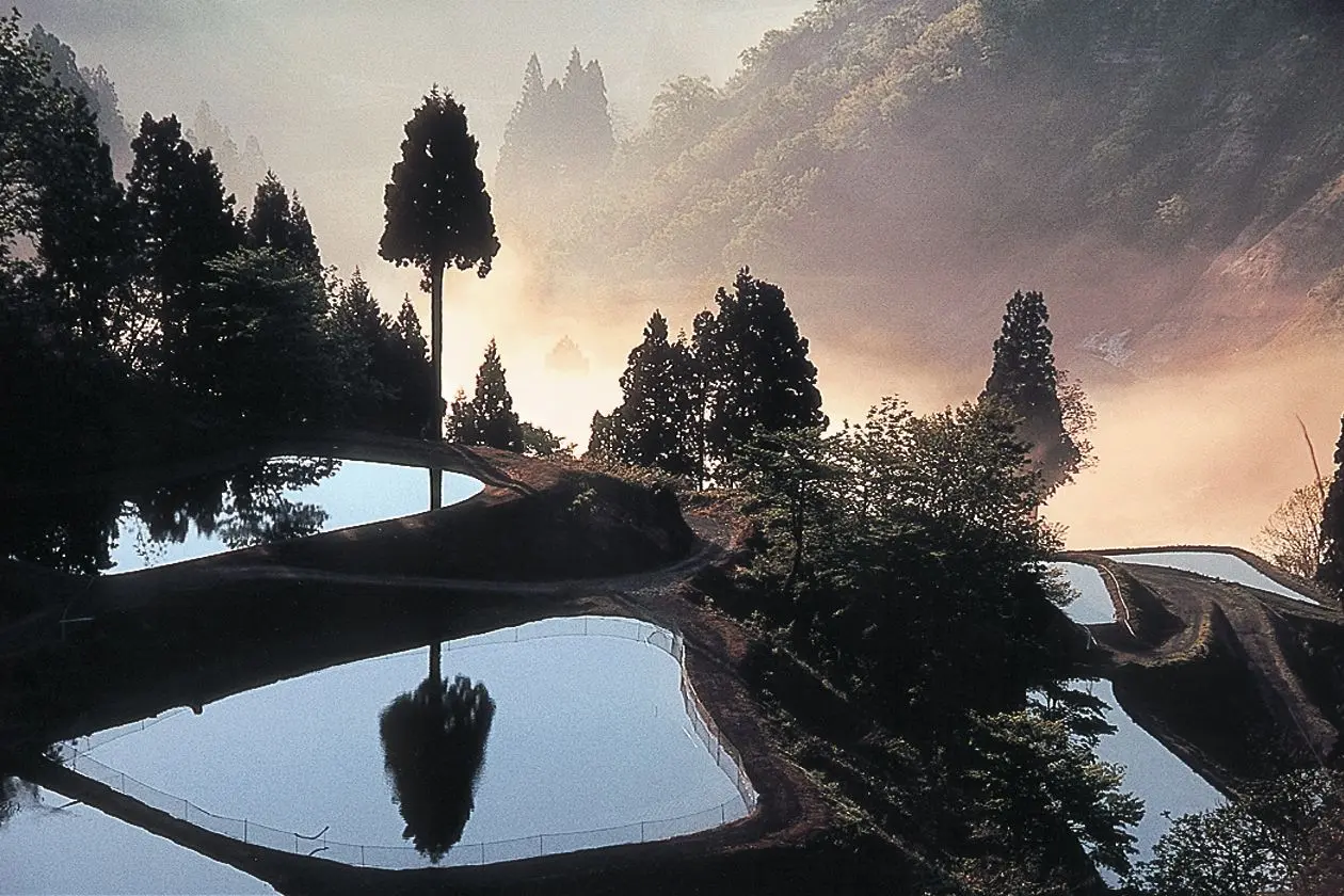 Yamakoshi Rice Terraces