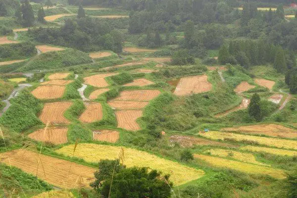 Rice Terrace Trekking