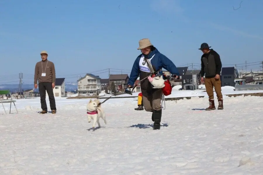 Tokamachi Snow Festival