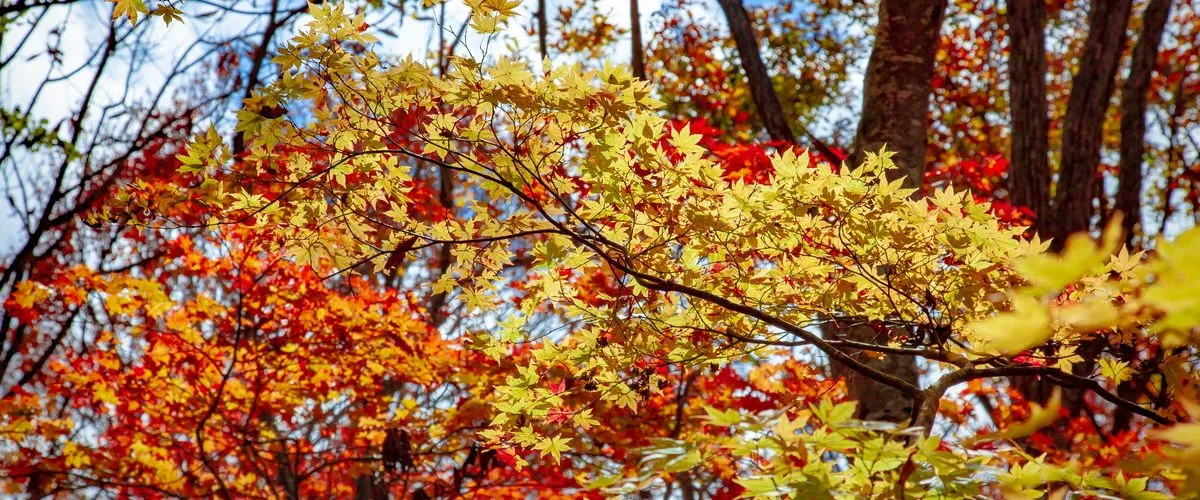 Mesmerising Myoko: The beauty of the four seasons(By Sai Shidhaye)