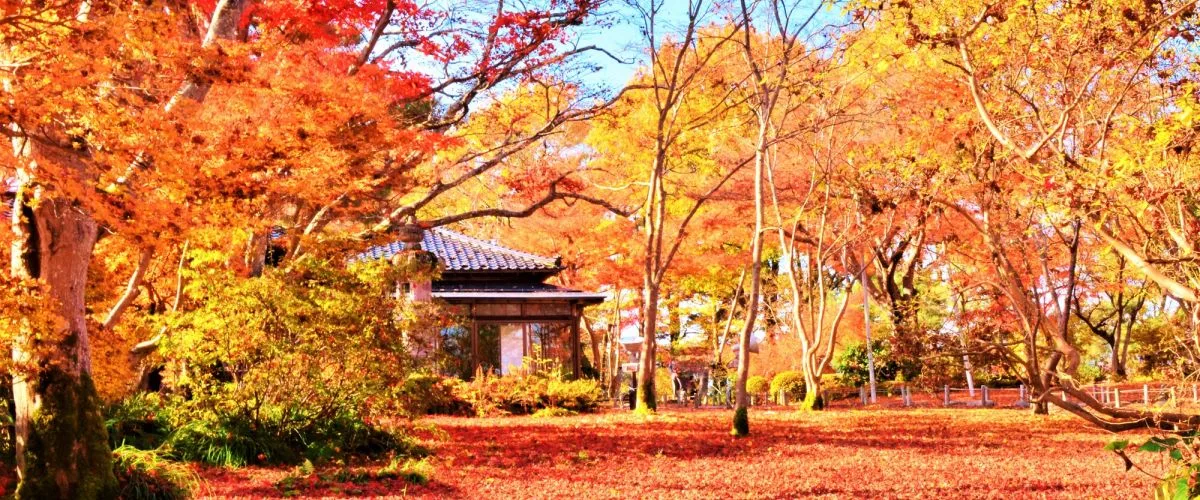 Alluring Autumn Spots Boasting Stunning Gradients of Red and Yellow