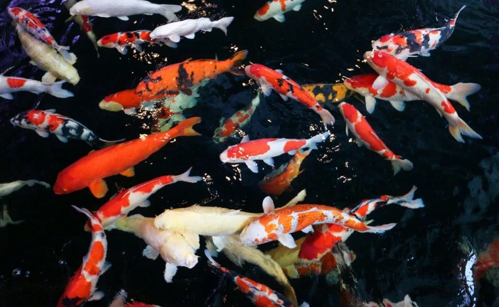 Appreciate Natural Colors and Traditional Beauty