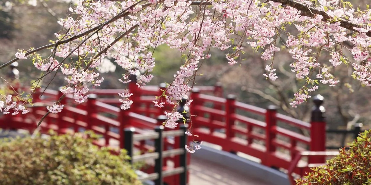 Yahiko Park – A Scenic Destination in Every Season