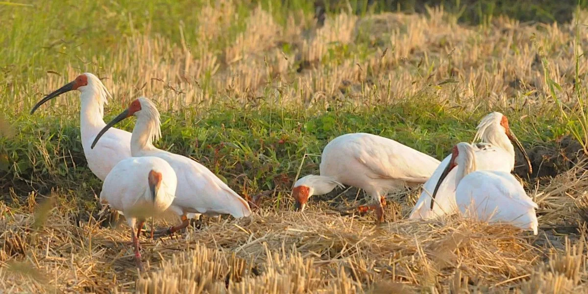 A hotel in Sado Island has been selected as ‘’The World’s Greatest Places of 2025“, by TIME!