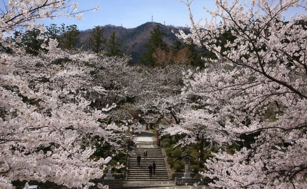 Appreciate the historical landmarks and cherry blossoms of Niigata! The ultimate early to mid-April travel itinerary