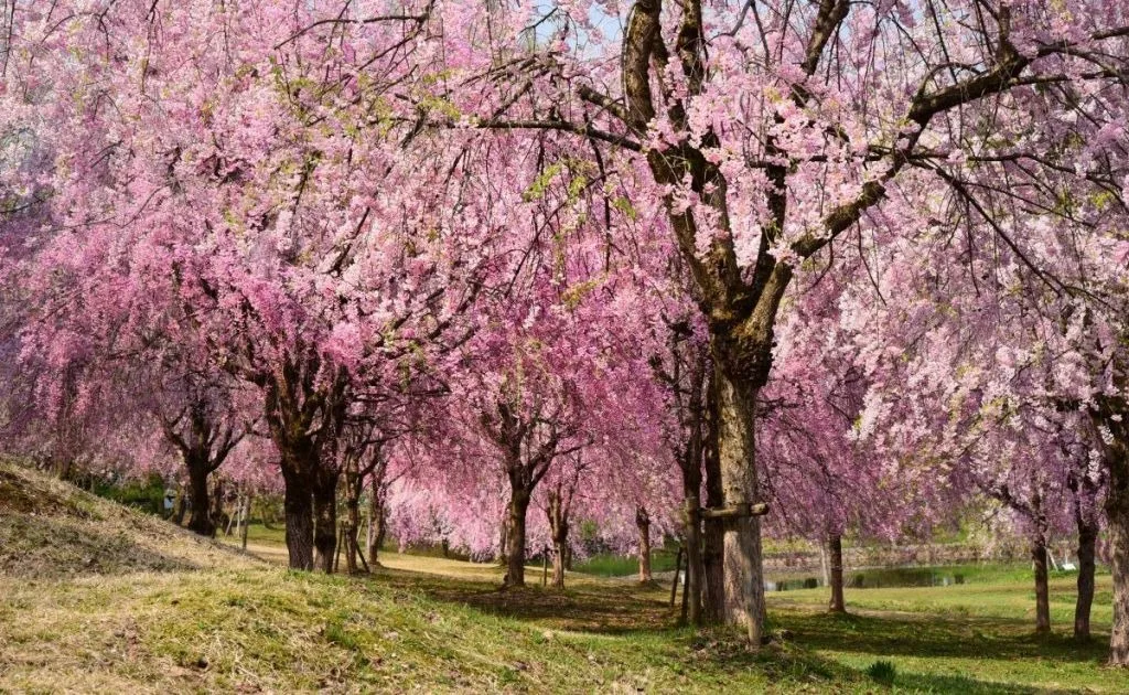 Take part in exciting activities and see the cherry blossoms! Explore Niigata from mid- to late April with family or friends