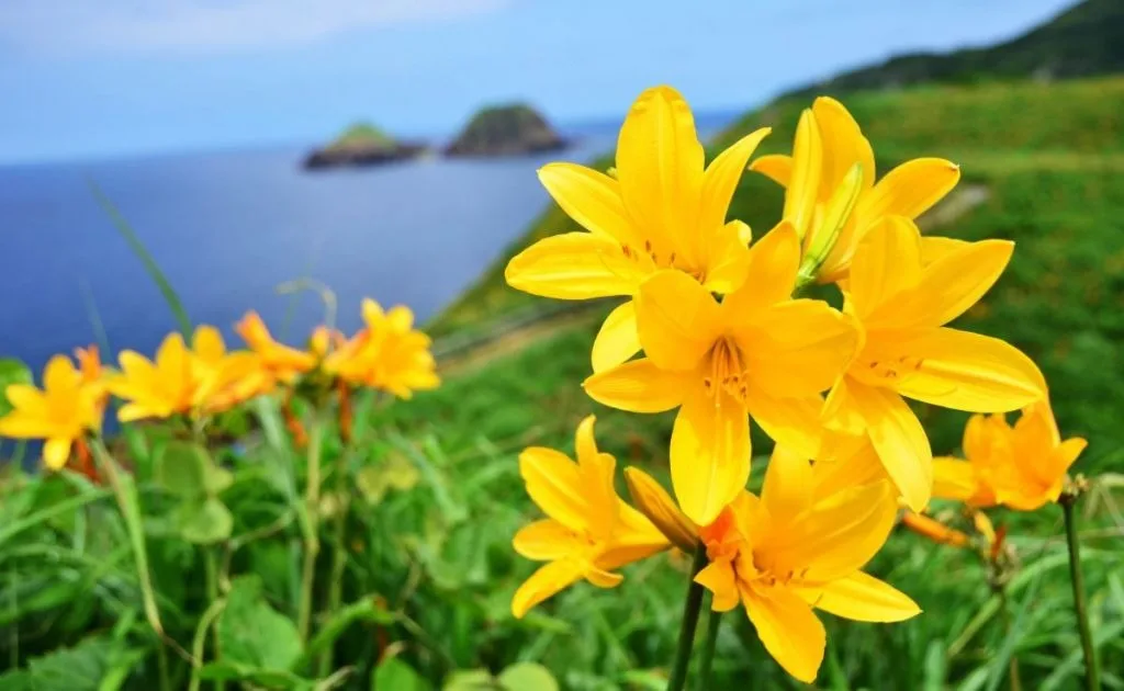 Enjoy Both Niigata’s Port and Sado Island!