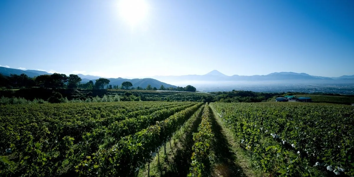 Gold KAIDO Cycling Route