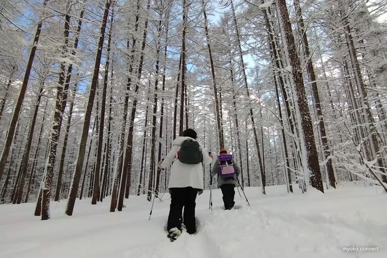 Explore One of Japan’s Snowiest Regions: A Peaceful Forest Snowshoe Tour
