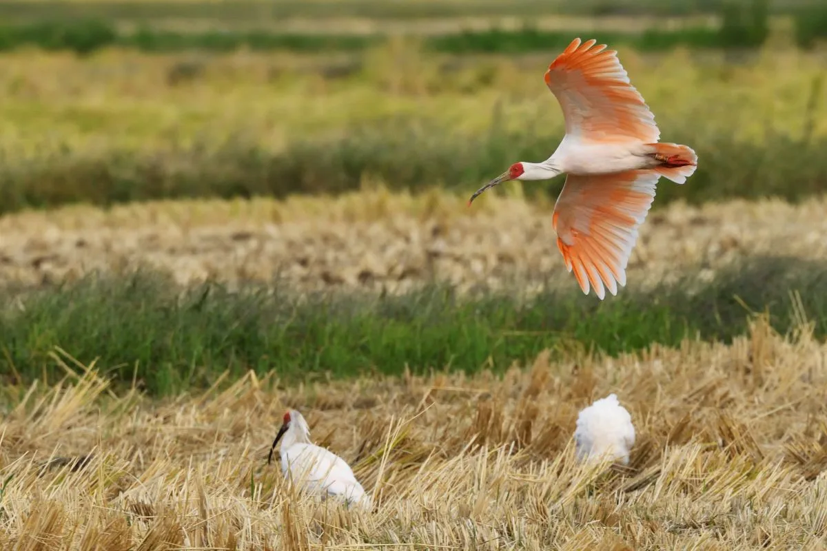 2. How Protecting the Toki Ibis Redefined Everyday Life