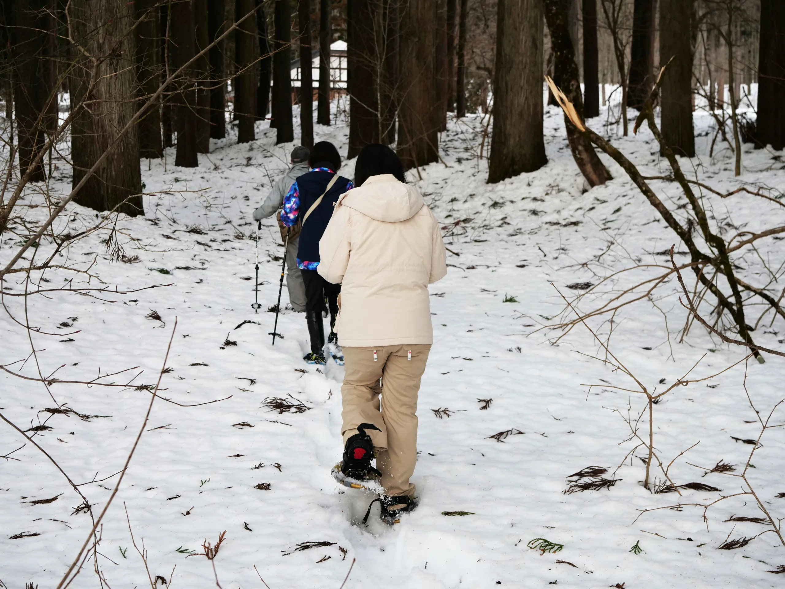 Experience 2: Snowshoe Through the Beech Forest of Bijinbayashi (Tokamachi City)