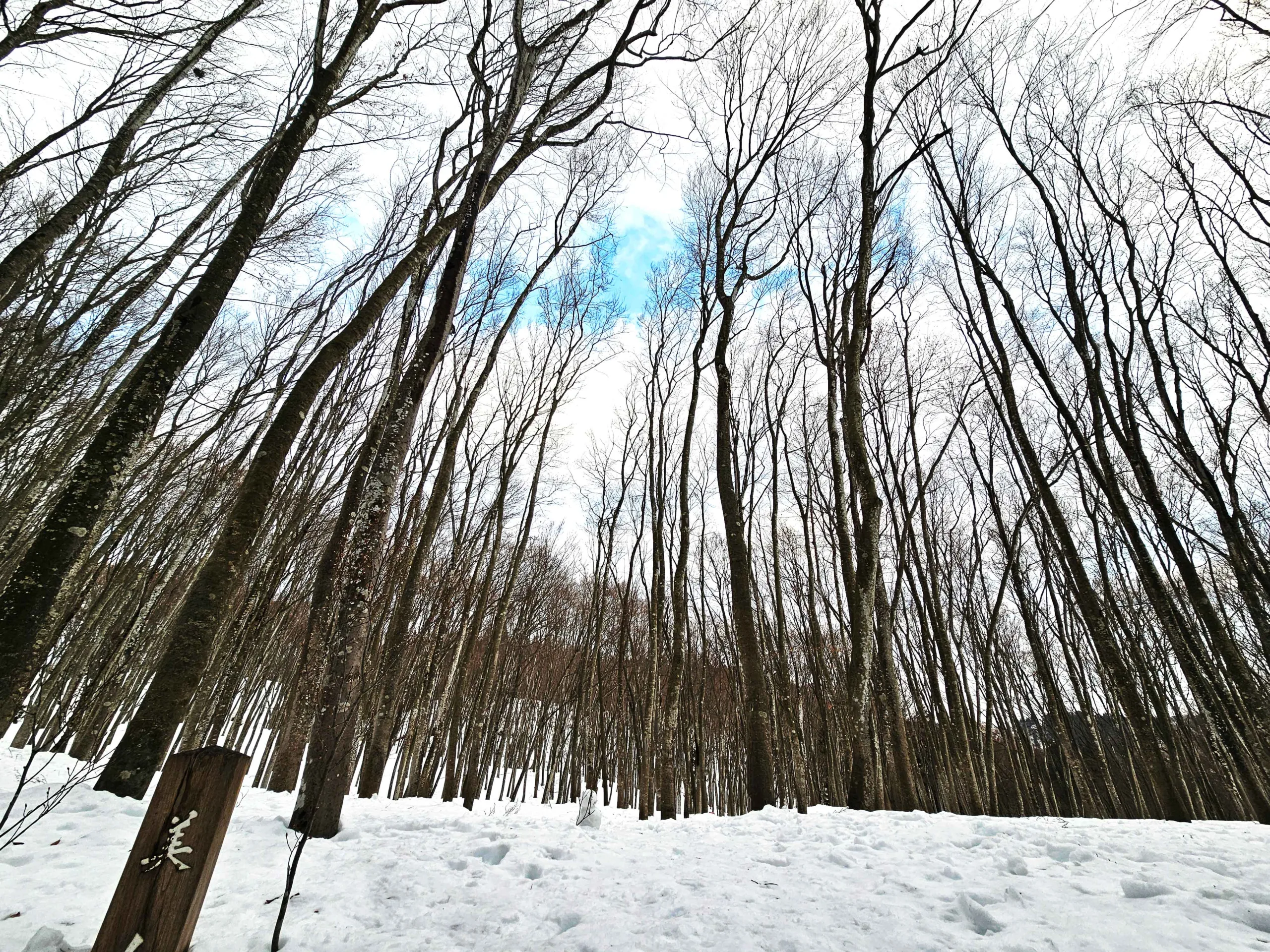 Experience 2: Snowshoe Through the Beech Forest of Bijinbayashi (Tokamachi City)