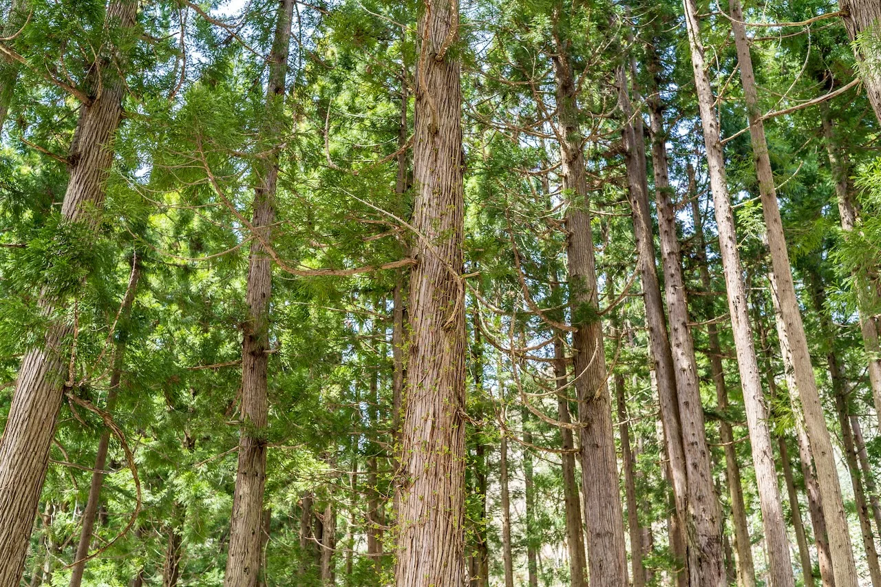 Majestic Mountains and Foothill Landscapes