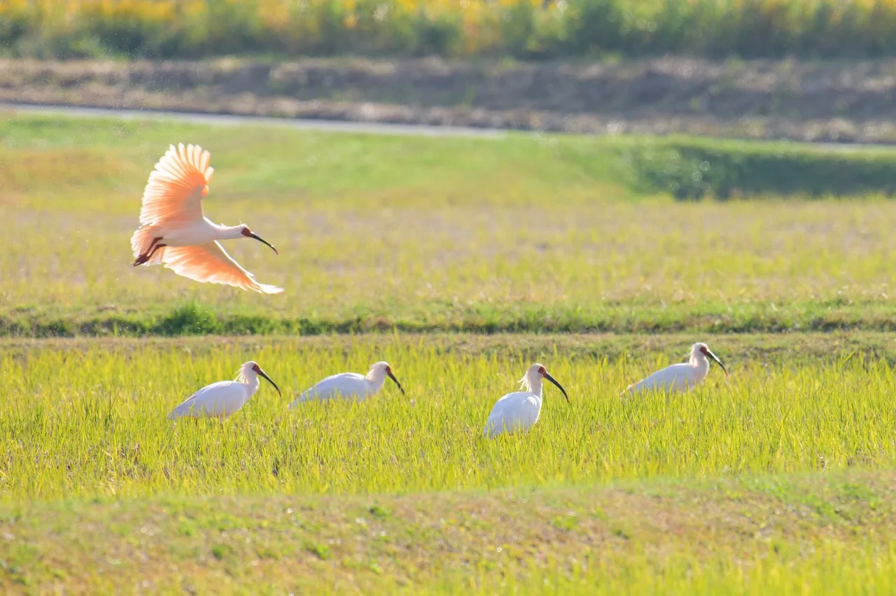 Niigata’s Roots in the Sea――Ways of Life at One with the Sea of Japan